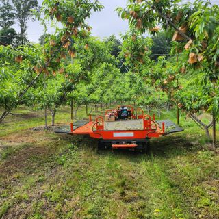 심명환님의 복숭아 · 자유게시판 작성글 사진