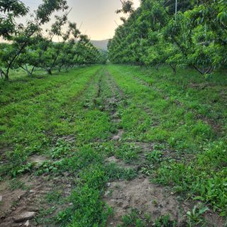 심명환님의 복숭아 · 자유게시판 작성글 사진