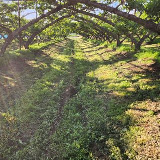 심명환님의 복숭아 · 자유게시판 작성글 사진