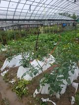 팜모닝 토마토·일상 게시글 이미지