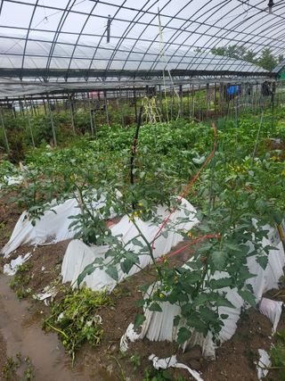 미강님의 토마토 · 일상 작성글 사진