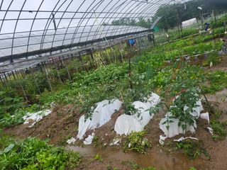 미강님의 토마토 · 일상 작성글 사진