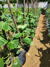 팜모닝 오이·자유게시판 게시글 이미지