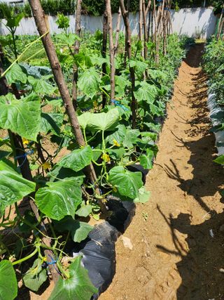 미강님의 오이 · 자유게시판 작성글 사진