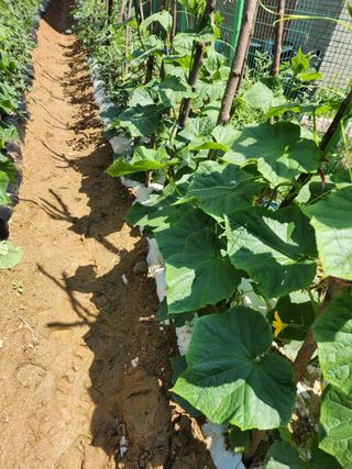 미강님의 오이 · 자유게시판 작성글 사진