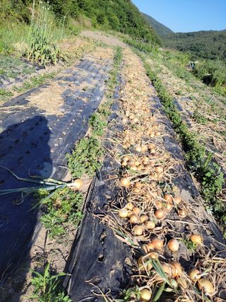 수기님의 양파 · 자유게시판 작성글 사진
