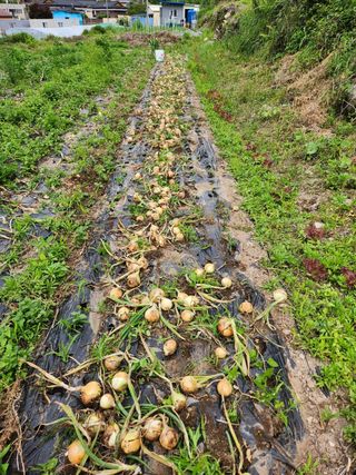 수기님의 양파 · 자유게시판 작성글 사진