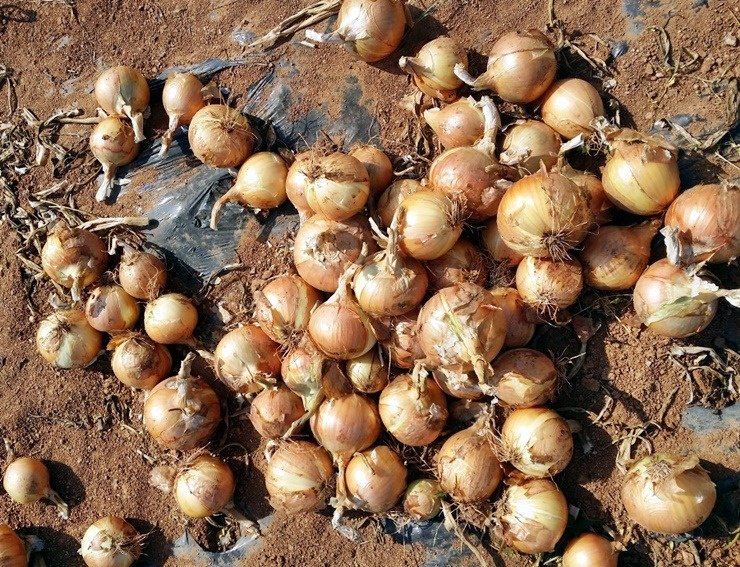 장터 상품 [마감ㅡ2023만생양파 20키로] 썸네일