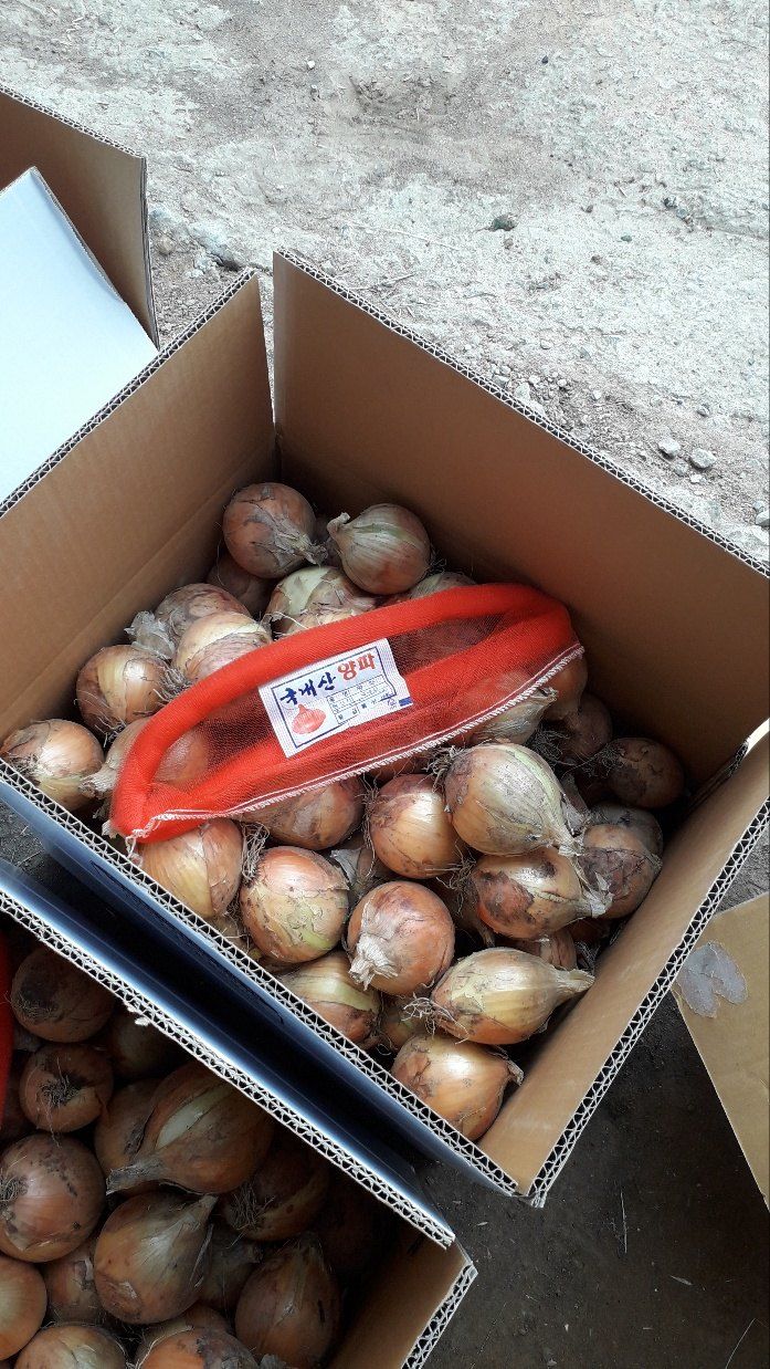 농부의아내님의 장터 판매 상품 [마감ㅡ2023만생양파 20키로] 첨부 사진