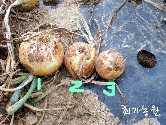 농부의아내님의 장터 판매 상품 [마감ㅡ2023만생양파 20키로] 첨부 사진
