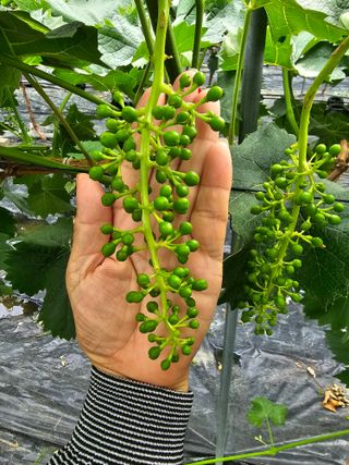 박종숙님의 금쪽같은 내 작물 자랑하기 · 참여 작성글 사진