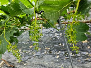 박종숙님의 금쪽같은 내 작물 자랑하기 · 참여 작성글 사진