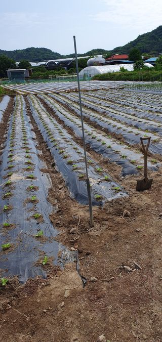 최고봉님최진홍님의 참깨 · 자유게시판 작성글 사진