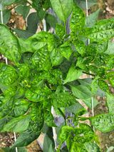 팜모닝 고추·병해충상담 게시글 이미지