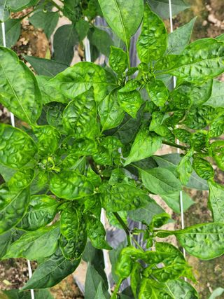 쫀쫀이할머니님의 고추 · 병해충상담 작성글 사진