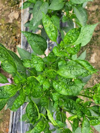 쫀쫀이할머니님의 고추 · 병해충상담 작성글 사진