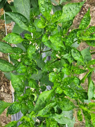 쫀쫀이할머니님의 고추 · 병해충상담 작성글 사진