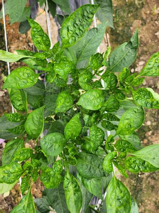 쫀쫀이할머니님의 고추 · 병해충상담 작성글 사진