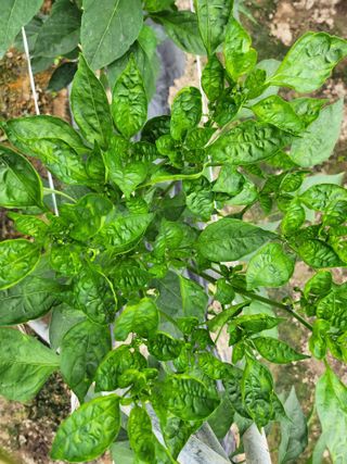 쫀쫀이할머니님의 고추 · 병해충상담 작성글 사진