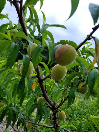 이양호님의 복숭아 · 자유게시판 작성글 사진
