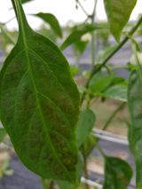 팜모닝 고추·병해충상담 게시글 이미지