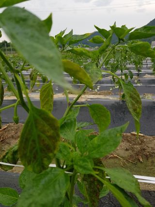 암초님의 고추 · 병해충상담 작성글 사진