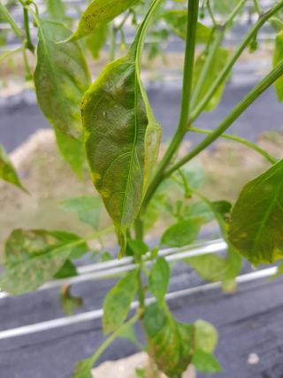 암초님의 고추 · 병해충상담 작성글 사진