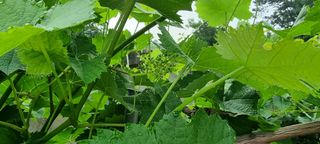 송미경님의 포도 · 자유게시판 작성글 사진