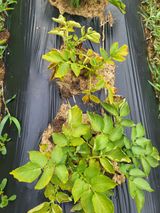 팜모닝 감자·자유게시판 게시글 이미지