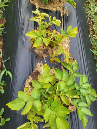 옥수수21353님의 감자 · 자유게시판 작성글 사진