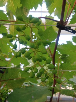 전성란님의 금쪽같은 내 작물 자랑하기 · 참여 작성글 사진