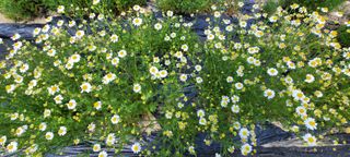 채경희님의 자유주제 · 자유게시판 작성글 사진