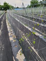 팜모닝 금쪽같은 내 작물 자랑하기·참여 게시글 이미지