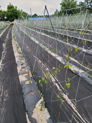 이진학님의 금쪽같은 내 작물 자랑하기 · 참여 작성글 사진