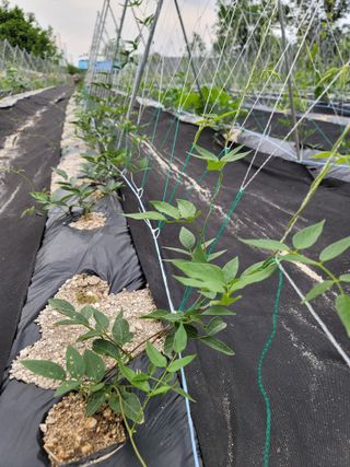 이진학님의 금쪽같은 내 작물 자랑하기 · 참여 작성글 사진