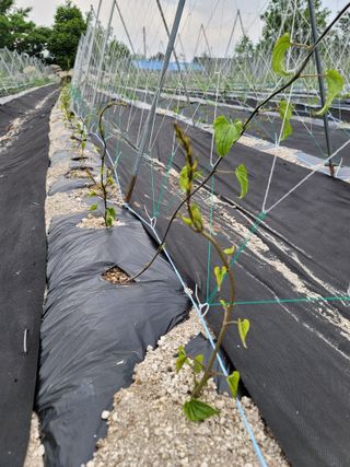 이진학님의 금쪽같은 내 작물 자랑하기 · 참여 작성글 사진