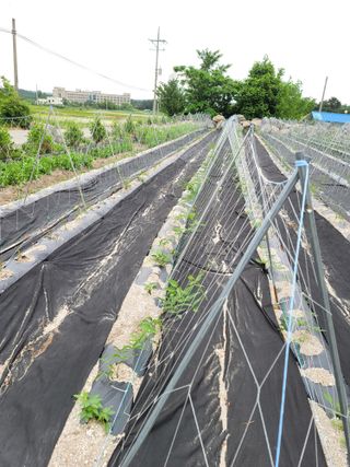 이진학님의 금쪽같은 내 작물 자랑하기 · 참여 작성글 사진