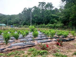 도시촌놈님의 작성글 사진