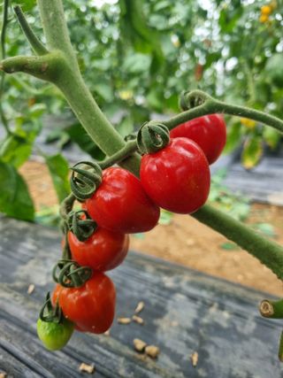 엄미애님의 토마토 · 수확 작성글 사진