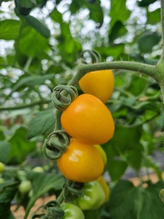 엄미애님의 토마토 · 수확 작성글 사진