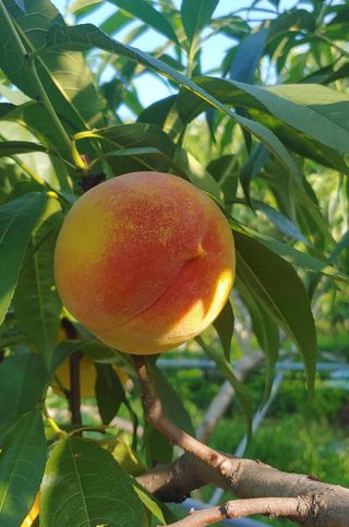 달맛햇복숭아농원님의 금쪽같은 내 작물 자랑하기 · 참여 작성글 사진