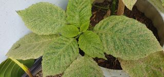 팜모닝회원 성주 님의 자유주제 · 자유게시판 작성글 사진