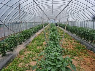 알 수 없음님의 고추 · 일상 작성글 사진