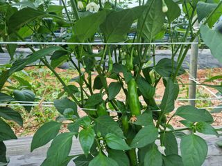 알 수 없음님의 고추 · 일상 작성글 사진