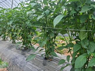 알 수 없음님의 고추 · 일상 작성글 사진