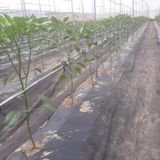 팜모닝 고추·지주설치•유인•성장 게시글 이미지