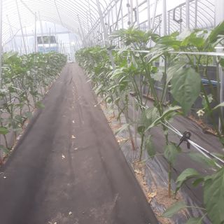 알 수 없음님의 고추 · 지주설치•유인•성장 작성글 사진