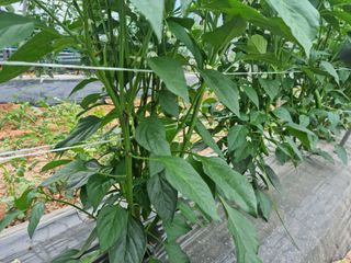 알 수 없음님의 금쪽같은 내 작물 자랑하기 · 참여 작성글 사진