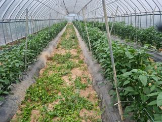 알 수 없음님의 금쪽같은 내 작물 자랑하기 · 참여 작성글 사진