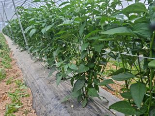 알 수 없음님의 금쪽같은 내 작물 자랑하기 · 참여 작성글 사진